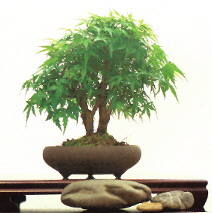 Bonsai
