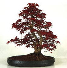 Bonsai 03