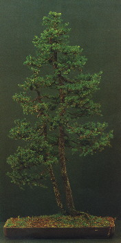 Bonsai