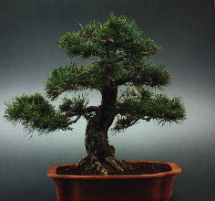 Bonsai