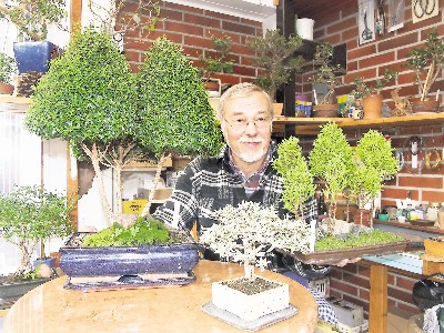 SZ vom 29.12.2012 - Bonsai Horst Klausner - Dorfhain